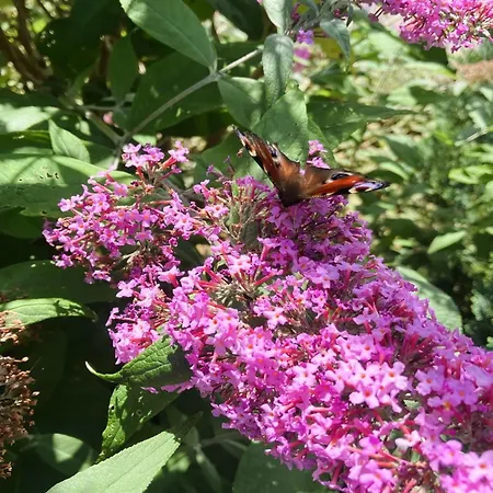 בית נופש Thessa - 4km From The Sea By Interhome פאבורג